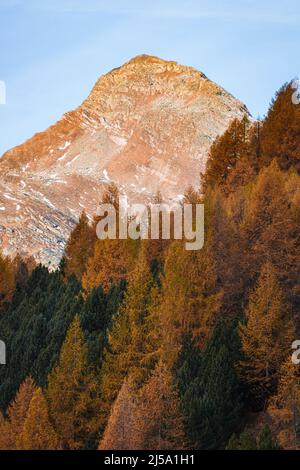 I colori del fogliame nei boschi di larici dell'Engadina: Una delle valli più visitate e famose delle Alpi svizzere, nei pressi della città di Sils Maria, S. Foto Stock