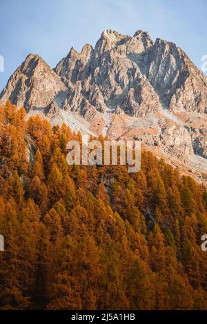 I colori del fogliame nei boschi di larici dell'Engadina: Una delle valli più visitate e famose delle Alpi svizzere, nei pressi della città di Sils Maria, S. Foto Stock