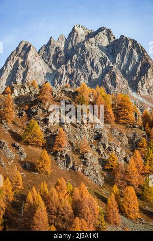 I colori del fogliame nei boschi di larici dell'Engadina: Una delle valli più visitate e famose delle Alpi svizzere, nei pressi della città di Sils Maria, S. Foto Stock