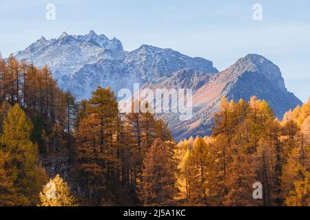 I colori del fogliame nei boschi di larici dell'Engadina: Una delle valli più visitate e famose delle Alpi svizzere, nei pressi della città di Sils Maria, S. Foto Stock