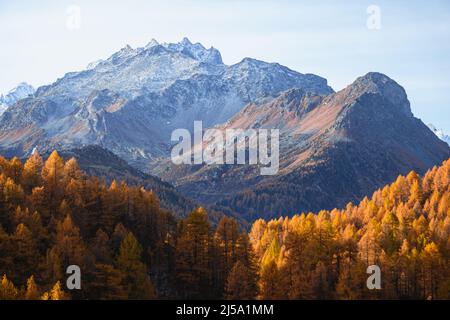 I colori del fogliame nei boschi di larici dell'Engadina: Una delle valli più visitate e famose delle Alpi svizzere, nei pressi della città di Sils Maria, S. Foto Stock