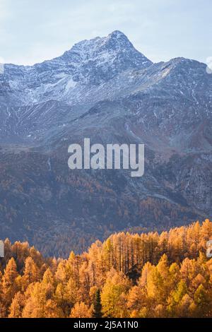 I colori del fogliame nei boschi di larici dell'Engadina: Una delle valli più visitate e famose delle Alpi svizzere, nei pressi della città di Sils Maria, S. Foto Stock