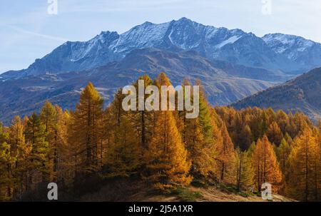 I colori del fogliame nei boschi di larici dell'Engadina: Una delle valli più visitate e famose delle Alpi svizzere, nei pressi della città di Sils Maria, S. Foto Stock