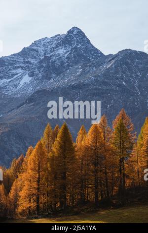 I colori del fogliame nei boschi di larici dell'Engadina: Una delle valli più visitate e famose delle Alpi svizzere, nei pressi della città di Sils Maria, S. Foto Stock