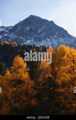 I colori del fogliame nei boschi di larici dell'Engadina: Una delle valli più visitate e famose delle Alpi svizzere, nei pressi della città di Sils Maria, S. Foto Stock