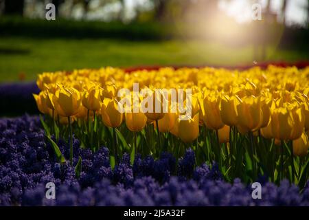 Gruppo di tulipani colorati. Tulipano giallo fiore illuminato dalla luce del sole. Tulipani gialli sullo sfondo di giacinti viola. Foto Stock
