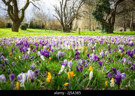 Crocus fioritura a Eastrop Park, Basingstoke, Regno Unito in primavera Foto Stock