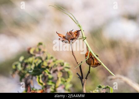 Insetto bastone europeo (Bacillus rossius) chiamato anche il bastone europeo bug o il bastone europeo e l'insetto bastone mediterraneo. Foto Stock
