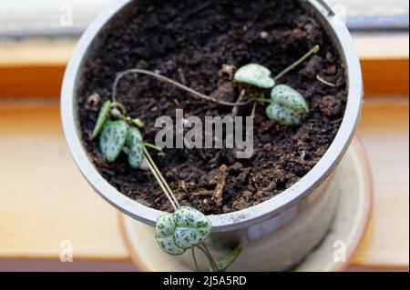 Una catena di cuori pianta di casa in una pentola rotonda. È stato recentemente radicato e tagliato da una più grande, pianta madre. Foto Stock