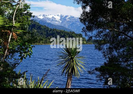 Un albero di cavolo neozelandese, l'australismo Cordyline, si erge in primo piano di una vista sul Lago Mapourika al ghiacciaio Franz Josef nella S della Nuova Zelanda Foto Stock