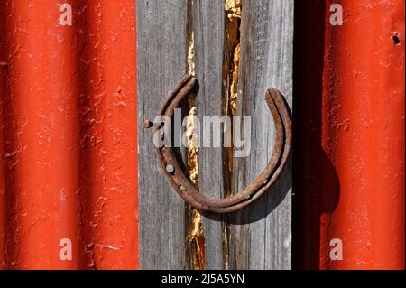 Un chiodo di zoccoli sporge da una scarpa da cavallo arrugginita Foto Stock