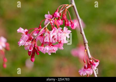 Primo piano di un ciliegio piangente shidarezakura con fiori rosa e petali multipli in fiore pieno e medio. Genere Prunus Foto Stock