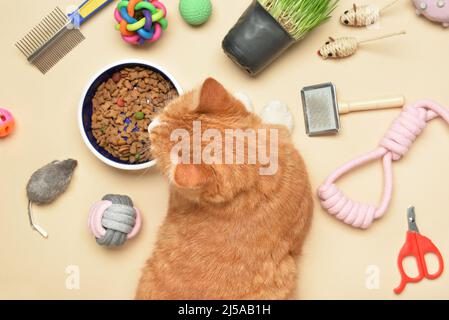 Gatto carino con giocattoli e cibo su sfondo beige Foto Stock