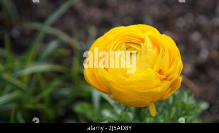 Ranunculus asiaticus - Cuttercoppa gialla persiana di Mache - in fiore in un giardino di primavera. Foto Stock