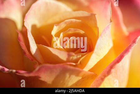 Amore e Pace ibrido Tea Rose in fiore. San Jose, California, Stati Uniti. Foto Stock