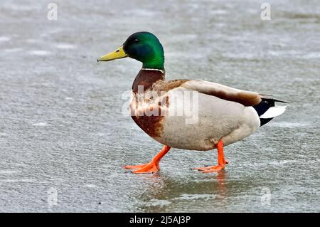 Una vista laterale di un maschio Mallard anatra Anas platyrhynchos, a piedi sul ghiaccio sottile di un laghetto ghiacciato nella campagna Alberta Canada Foto Stock