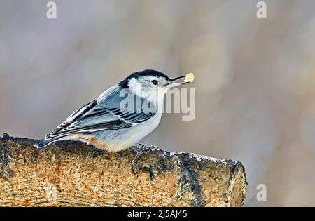 Una nuthatch selvaggia di razza bianca 'itta carolinensis', che tiene un pezzo di una noce nella sua fattura nella campagna Alberta Canada Foto Stock