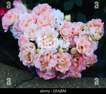 Bouquet di rose in giardino Foto Stock