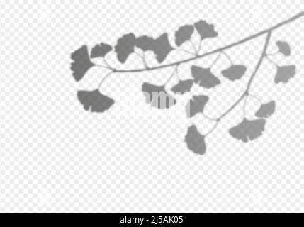 Ginkgo biloba lascia l'ombra sovrapposta su sfondo trasparente. Fogliame di piante tropicali riflessione sul muro. Illustrazione vettoriale realistica. EPS 10 Illustrazione Vettoriale