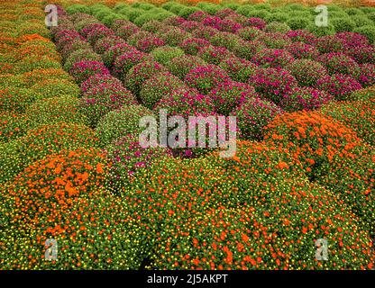 Biltmore Estate formale Garden, Asheville North Carolina, Stati Uniti. Foto Stock