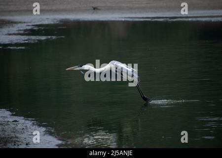 Lago Penuelas, Valparaiso, Cile. 21st Apr 2022. Un airone vola sul lago Penuelas, in Cile. (Credit Image: © Matias Basualdo/ZUMA Press Wire) Credit: ZUMA Press, Inc./Alamy Live News Foto Stock