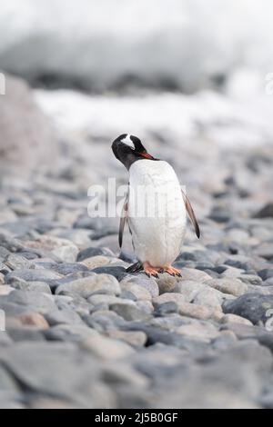 Pinguino Gentoo si sta preannunciando sulla spiaggia di ghiaia Foto Stock