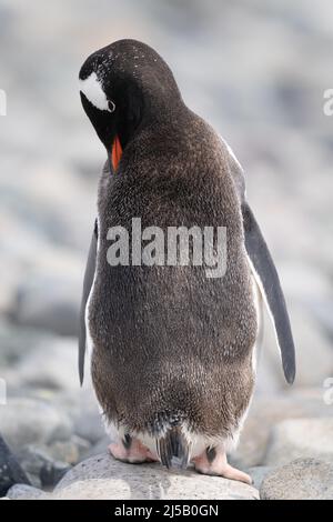 Pinguino Gentoo si preda alle rocce illuminate dal sole Foto Stock