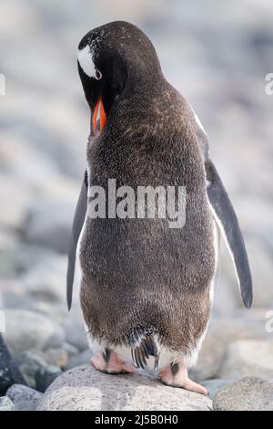 Gentoo pinguino si preda al soleggiato rock Foto Stock