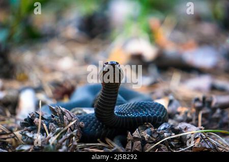 Il vipera giace e ha minacciosamente sollevato una testa. Foto Stock