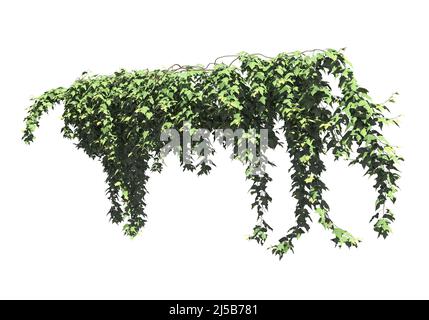 Illustrazione 3D arrampicata piante creepers isolato su sfondo bianco Foto Stock