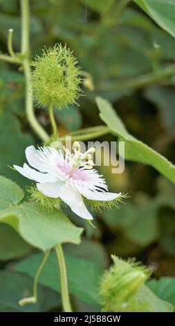 Fiori di Passiflora Foetida anche noto come Mosy passionflower, pop running, limone d'acqua selvaggia ecc. macchiati in BTM o lago di Madiwala Foto Stock
