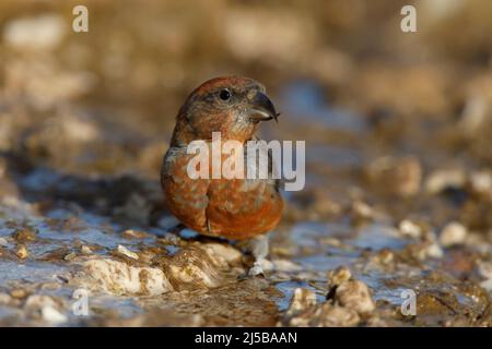 Red Crossbill, Pizzoli (AQ), Italia, agosto 2017 Foto Stock
