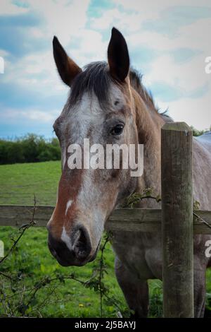 Colpo di testa di un cavallo marrone Foto Stock