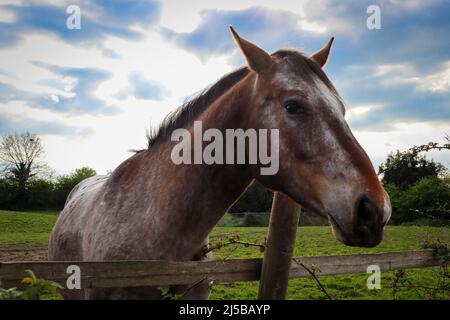 Colpo di testa di un cavallo marrone Foto Stock