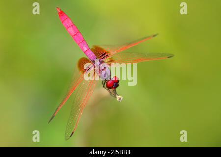 Libellula rosa dallo Sri Lanka. Crimson Dropwing, Trithemis aurora, seduto sulle foglie verdi. Il drago bello vola nell'habitat naturale. Nizza insec Foto Stock