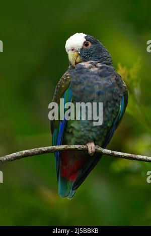Pappagallo verde e grigio, Pionus a corona bianca, pappagallo bianco, Pionus senilis, in Costa Rica. Schiavo sull'albero. Corteggiamento dei pappagalli nella natura. PA Foto Stock