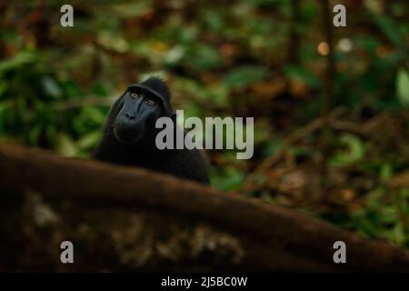 Scimmia nella foresta scura. Celebes crested Macaque, Macaca nigra, scimmia nera con bocca aperta con dente grande, seduto nell'habitat naturale, fauna selvatica fros Foto Stock