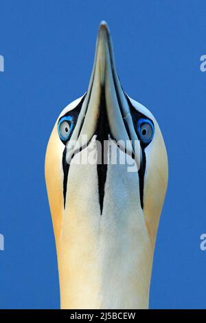 Ritratto di dettaglio di uccelli marini. Gannet settentrionale, dettaglio testa ritratto di uccello marino, seduto sul nido, con l'acqua di mare blu scuro sullo sfondo, Helgo Foto Stock