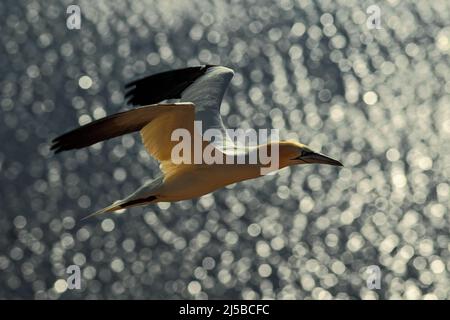 Uccello marino volante, gannet settentrionale con materiale nidificante nel disegno di legge, con acqua di mare blu scuro sullo sfondo, isola Helgoland, Germania. Mare con BE Foto Stock