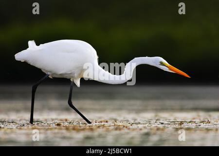 Airone bianco, Grande Egret, Egretta alba, in piedi in acqua nel marzo. Spiaggia in Florida, Stati Uniti. Uccello d'acqua con la becco d'arancia nell'habitat naturale. Foto Stock