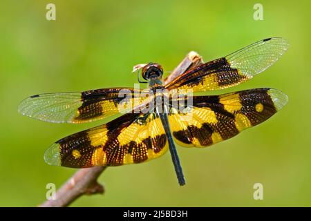 Dragonfly dallo Sri Lanka. Flutterer variegato, Rhyothemis variegata, seduto sulle foglie verdi. Il drago bello vola nell'habitat naturale. Bella dentro Foto Stock