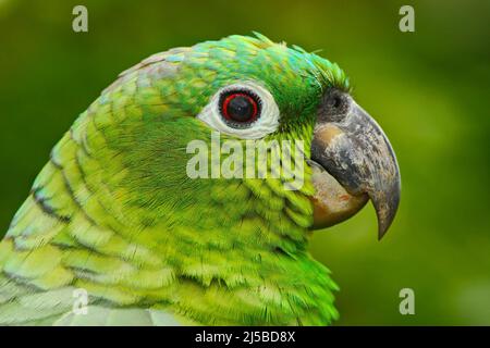 Amazzonia coronata di giallo, Amazzona ocrocephala auropalliata, ritratto di pappagallo verde chiaro, Costa Rica. Dettaglio ritratto di uccello da primo piano. Testa verde par Foto Stock