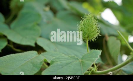 Frutta verde non matura di Passiflora fostida anche conosciuta come Mosy passionflower, pop running, limone d'acqua selvaggia ecc. macchiati in BTM o lago di Madiwala Foto Stock