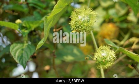 Frutta verde non matura di Passiflora fostida anche conosciuta come Mosy passionflower, pop running, limone d'acqua selvaggia ecc. macchiati in BTM o lago di Madiwala Foto Stock