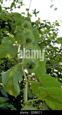 Frutta verde non matura di Passiflora fostida anche conosciuta come Mosy passionflower, pop running, limone d'acqua selvaggia ecc. macchiati in BTM o lago di Madiwala Foto Stock