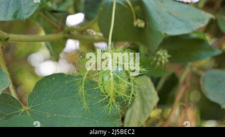 Frutta verde non matura di Passiflora fostida anche conosciuta come Mosy passionflower, pop running, limone d'acqua selvaggia ecc. macchiati in BTM o lago di Madiwala Foto Stock