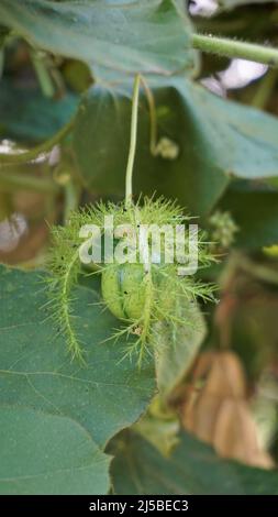 Frutta verde non matura di Passiflora fostida anche conosciuta come Mosy passionflower, pop running, limone d'acqua selvaggia ecc. macchiati in BTM o lago di Madiwala Foto Stock