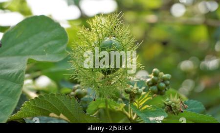 Frutta verde non matura di Passiflora fostida anche conosciuta come Mosy passionflower, pop running, limone d'acqua selvaggia ecc. macchiati in BTM o lago di Madiwala Foto Stock