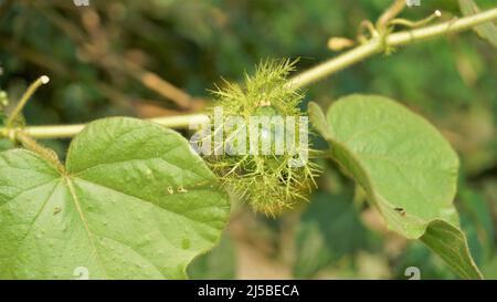 Frutta verde non matura di Passiflora fostida anche conosciuta come Mosy passionflower, pop running, limone d'acqua selvaggia ecc. macchiati in BTM o lago di Madiwala Foto Stock