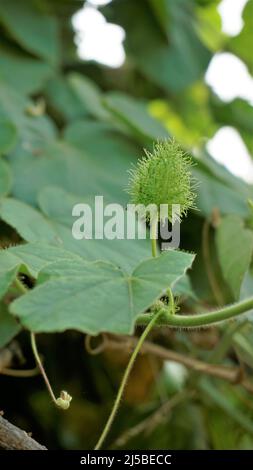 Frutta verde non matura di Passiflora fostida anche conosciuta come Mosy passionflower, pop running, limone d'acqua selvaggia ecc. macchiati in BTM o lago di Madiwala Foto Stock